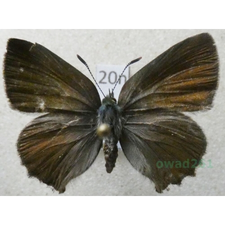 Callophrys rubi (Linnaeus, 1758) Zieleńczyk ostrężyniec Poland20n